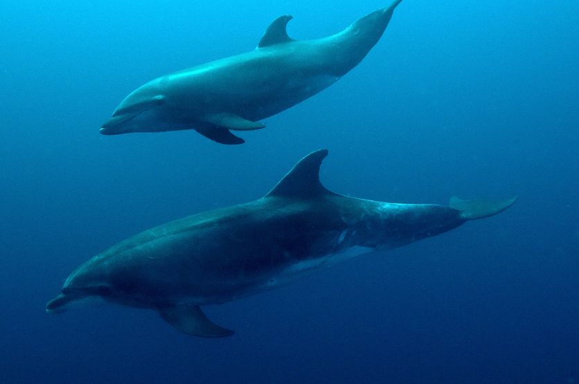 040 dolphins, galapagos.jpg